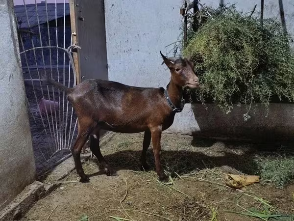 암염소, Murcia-Granada goats