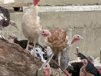 Turkeys — फ़ोटो 1