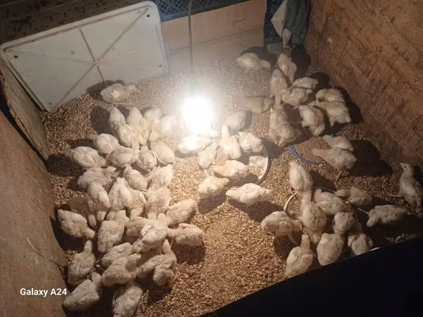Chickens
