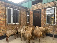 ஆண் ஆடு, Rhon sheep — புகைப்படம் 1