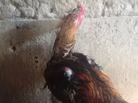 Chickens — 照片 1