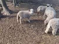 Kambing jantan, Sheep — foto 3