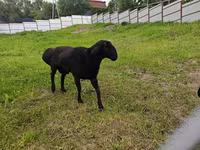Koç, Hissar sheep — foto 1