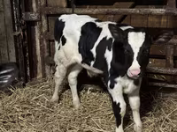 황소, Russian Black pied cattle — 사진 5