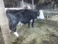 Lo’, Cattle — sawirka 4