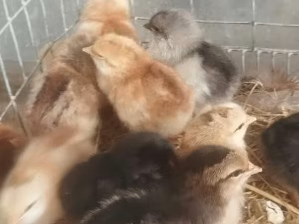 Chickens
