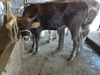 Ko, Russian Black pied cattle — foto 6