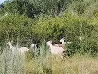 암염소, Saanen goat — 사진 2