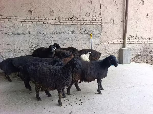 میش, گوسفند