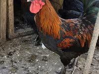 Brahma — foto 4