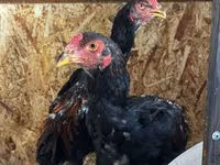 Chickens — fotografija 6