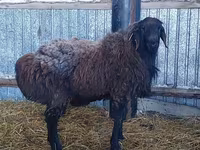 Beran, Hissar sheep — foto 2