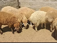 میش, گوسفند — عکس 2