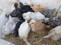 Ducks — புகைப்படம் 7