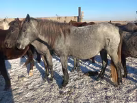 Kısrak, Atlar — foto 3