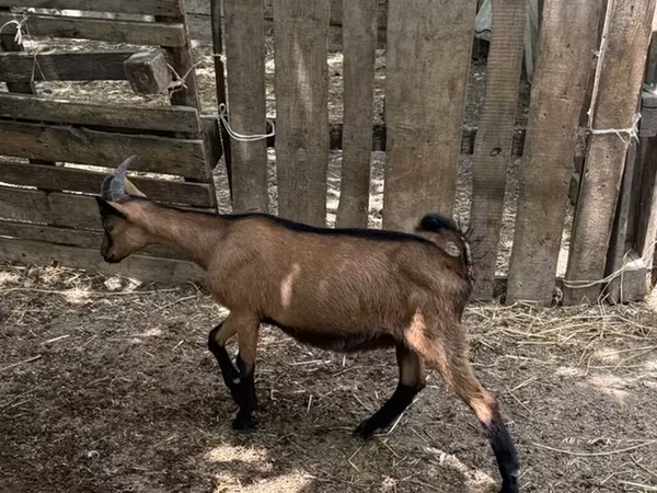 Jarac, Alpine goat