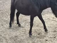Mare, Horses — photo 1