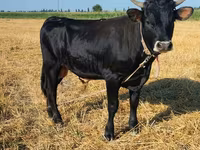 วัวตัวผู้, Swiss cattle — รูปภาพ 1