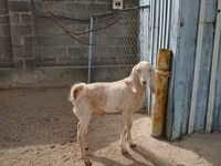 Koza, Kamori goats — zdjęcie 4