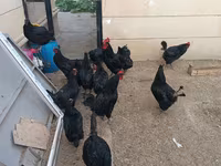 آسترالورپ — عکس 6