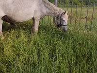 Kuda betina, Horses — foto 1