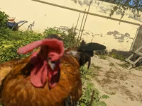 Brahma — foto 1