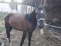 Koń, Konie — zdjęcie 1