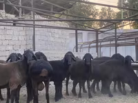 Vædder, Blackheaded Persian sheep — foto 7