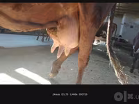 गाय, Simmental cattle — फ़ोटो 5