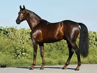 Kůň, Thoroughbred horse — foto 3