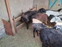 قوچ, گوسفند — عکس 3