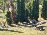 Turkeys — ছবি 1