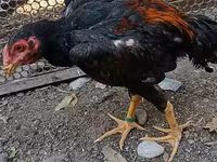 Chickens — Foto 1
