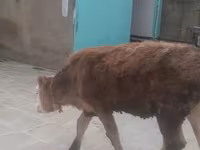암소, Simmental cattle — 사진 3
