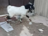 बकरा, Beetal goats — फ़ोटो 2
