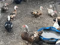 Ducks — foto 1