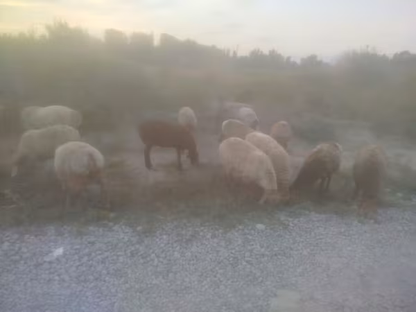 암양, Arashan sheep