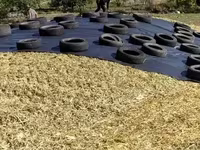 Եգիպտացորենի Սիլոսի Վաճառք — foto 1