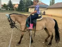 Égua, Cavalos — foto 1
