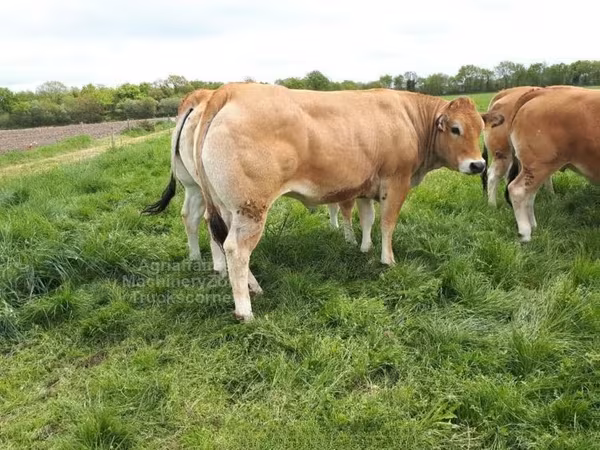 Cow, Cast cow