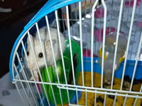Hamster və qəfəs dəsti Məhsulun tərkibi: - Kiçik ölçülü, taşyanaqlı — عکس 1
