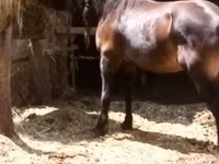 Égua, Cavalos — foto 3