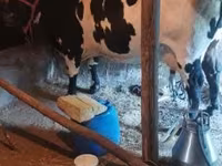 گاو ماده, Russian Black pied cattle — عکس 2