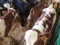 Tyre, Simmental cattle — foto 8