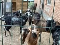Ged, Saanen goat — foto 4