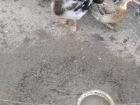 Ducks — foto 3