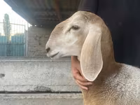 Beran, Arashan sheep — foto 2