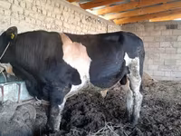 公牛, Russian Black pied cattle — 照片 1