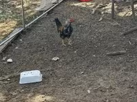 Chickens — 사진 4