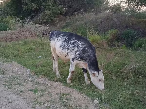 Bull, Holstein breed